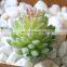 Flower Arrangement Accessories Fake Plastic Flower Decorcation Potted Flocking Artificial Succulent Plant Small Mini Plant