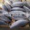 Frozen Skipjack Tuna
