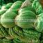 Nylon monofilament fishing net---0.15mm---3.5CM