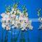 High Quality Beautiful Yunnan Orchid Fresh Cut Flowers