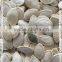 Chinese high quality shine skin pumpkin seeds with International Standard