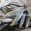 Frozen Mackerel on Board with Best Quality