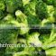 IQF frozen Broccoli floret new crop grade A
