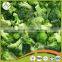 2016 new crop chinese fresh broccoli