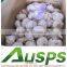 fresh garlic suppliers