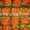 Assortment of cherry tomatoes & baby cucumbers in glass jar by HAGIMEX
