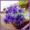 LF438 Hotel Restaurant Decoration Artificial Plastic Mini Daisy Plant in Different Colors