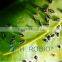 Yellow stick card with pheromone for Aleurocanthus spiniferus