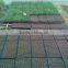 New product Fast Delivery seedling tray for rice greenhouse