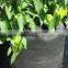 tomato grow pot smart pot non woven plant bag (1 gal to 1200 gal)