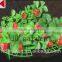 Garden Strawberry Plastic Plant Holder