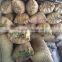 Vietnam cinnamon herb