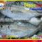 FROZEN BIGEYE SCAD WHOLE ROUND