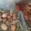 chicken egg laying nest