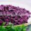 High quality IQF Frozen Purple Sweet Potato Dice