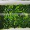 Sinocharm BRC-A approved New Crop iqf Frozen Radish leaves