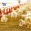 Good China manufacturer Easy to build prefabricated Automatic Poultry duck and chicken pluck House