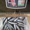 FAO 61 China Frozen Bonito Tuna Fish and Auxis Thazard