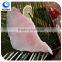 best selling products frozen stingray fish/Raja Porosa fillet