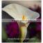2016 the new coming fresh cut white calla lily to delivery across the world