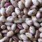 New Crop Light Red Speckled Kidne y Beans Long Shape Bamboo Bean for Europe