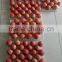 Red Fuji Apples for uk Indian Market