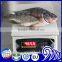 Best sale Frozen Black Tilapia Fish With Gutted and Scaled Gilled Specifications