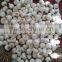 Fresh Garlic White Garlic