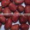 RED SKIN BOLD PEANUT KERNEL SUPPLIER 50/60