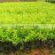 Landscape Natural Plant Duranta Repens Cv.Dwarf Yellow