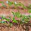 strawberry seedling nursery