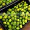 HIGH QUALITY FRESH GREEN LIME FROM VIETNAM