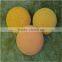 Hot Sale Rubber Sponge Cleaning Ball for Schwing Concrete Pump
