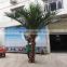 CHY020934 High quality palm tree for landscaping decoration