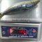 frozen sardine (sardinella longiceps) ,New arrivals