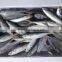 Frozen new seafood horse mackerel fish HGT