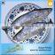 Export Best Price And High Quality Sarda Frozen Fish
