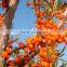 Favorable Price Seabuckthorn Seed Oil Free Sample for Initial Trial