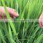 Paddy Planting Worm Killer 63% Monosultap with 0.6% Bt WP Cropland Monosultap for The Adult Rice Borer Larvae