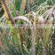 Thifluzamide enhance the efficacy and make the fog drop spread better and Improve crop quality and yield