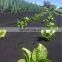 China Factory Manufacture Landscape Fabric Green Ground Cover Plastic Mulch Film