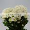 Best quality useful white chrysanthemum flowers