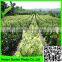 Support Peas Runner Beans & Sweet Peas Climbing Plant Support Mesh Net