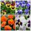 Hybrid F1 pansy seeds all color flower seeds