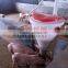 Goldenest cheap dry and wet pig feeder/pig farm equipment/pig feeder