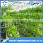 Commercial greenhouse hydroponic growing systems for lettuce