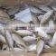 new fish of horse mackeral on sale