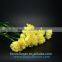 Big yellow Carnation flower high grade fresh cut flowers wholesale from China supplier