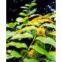 Gambir Extract（rossonl@huacheng-biotech.com）
