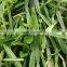 Premium Grade Cissus Quadrangularis Powder Sales And Export